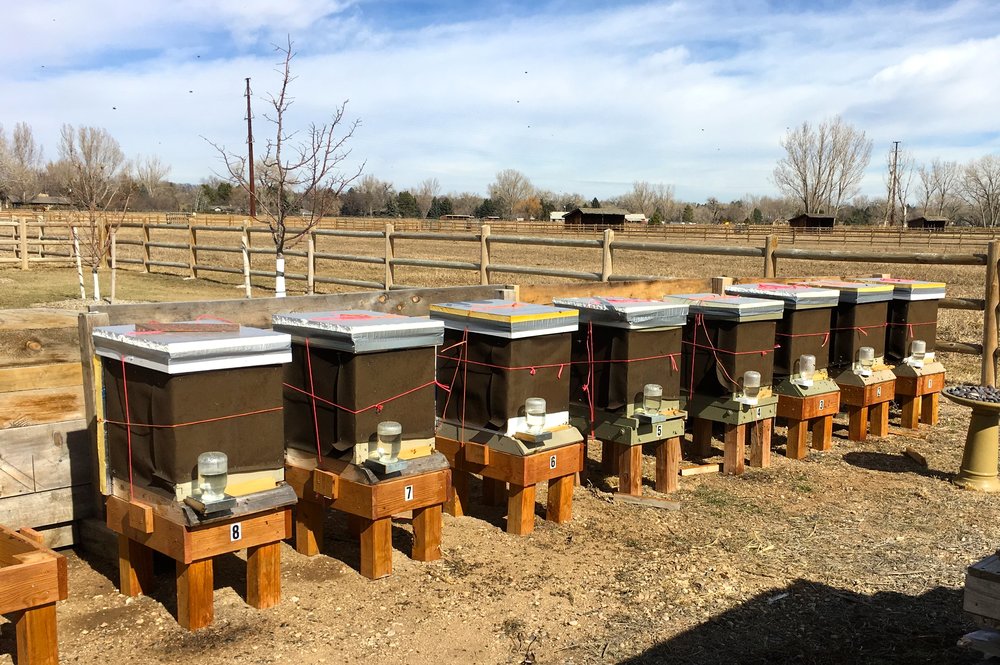 All eight hives, with tarpaper for winter wind protection and plenty of sugar water for the bees to eat.