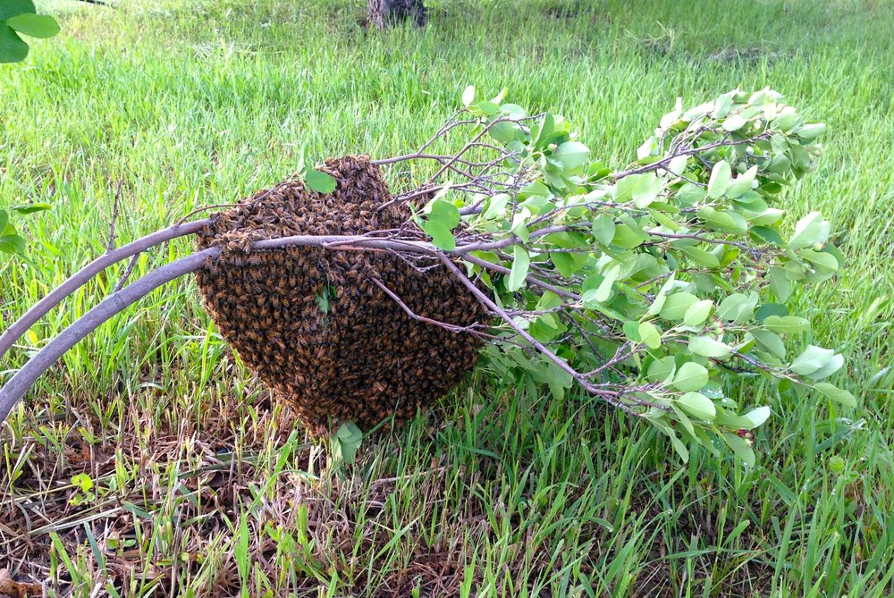 This swarm landed on a bush and a friend called and let me know. We cut off the branch, put the whole thing in a cardboard box, then brought it home and put the bees in a hive!