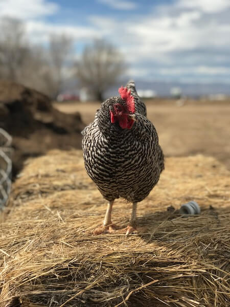 Happy Chickens, Good Eggs
