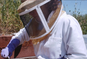 Ginger Graham beekeeping at the Ginger and Baker hives