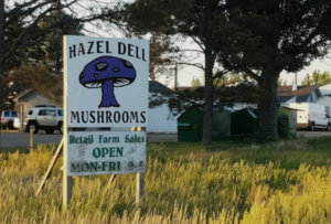Hazel Dell Mushroom Sign from a story by Ginger and Baker
