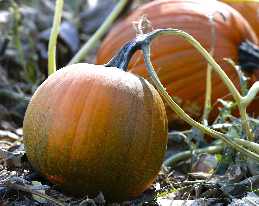 Pumpkins growing at the Ginger and Baker Farm