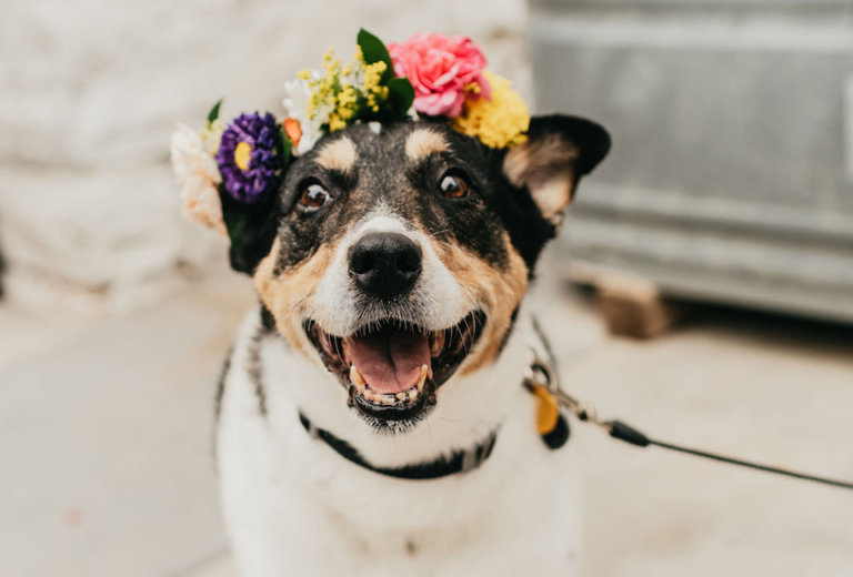 Home Ginger and Baker Celebrating History, Community, Creativity and