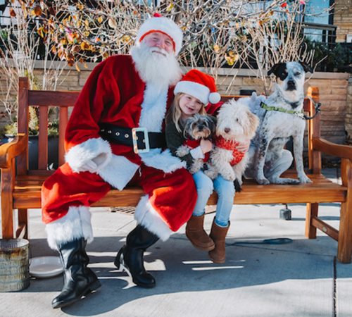 Santa & Pups Featured image