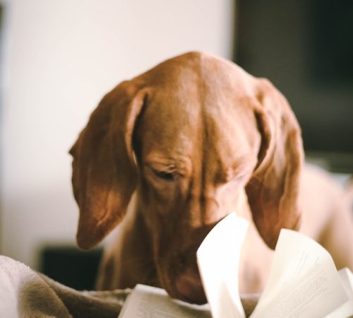 book club dog
