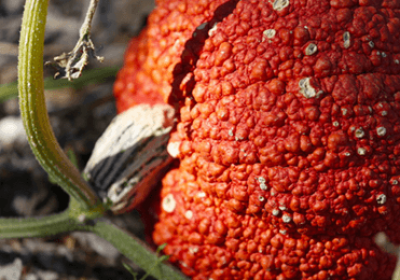 Making of a Pumpkin Patch